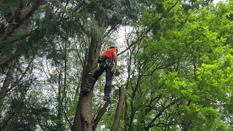 Best Fruit Tree Pruning  in North Lakeport, CA